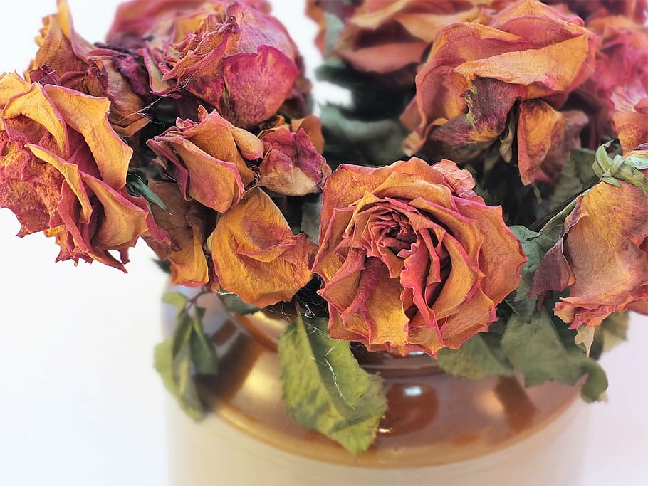 withered roses, dried roses, roses, cobwebs, flowers, dry, romance, romantic, natural, floral