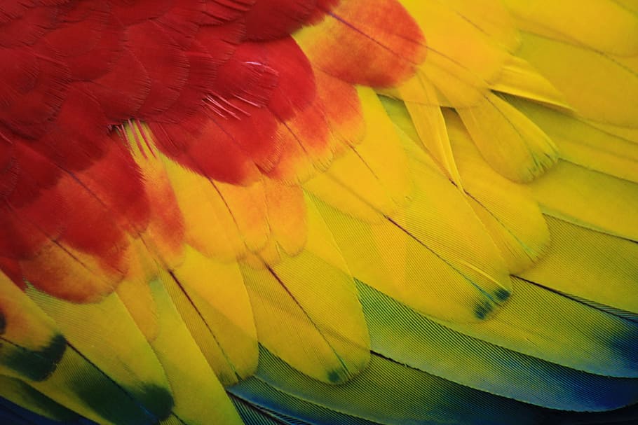 scarlet macaw feather, parrot, macaw, red, amazon, ave, bird, tropical bird, animal, jungle