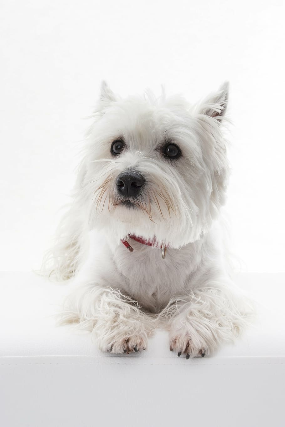 adulto west highland, blanco, terrier, perro, animal, mascota, westi, west highland white terrier, estudio, estudio fotográfico