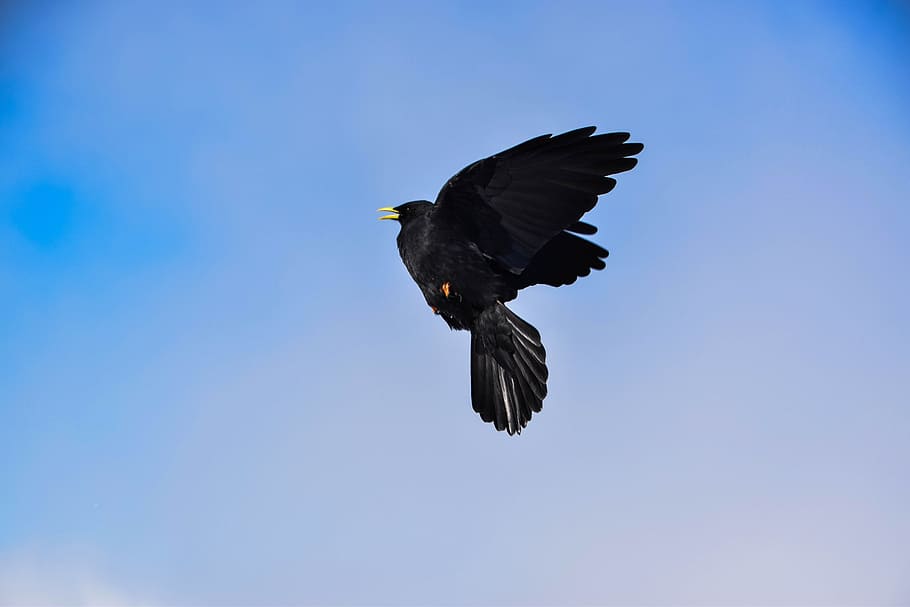 time lapse photography, flying, common, blackbird, bird, crow, raven bird, raven, birds, nature