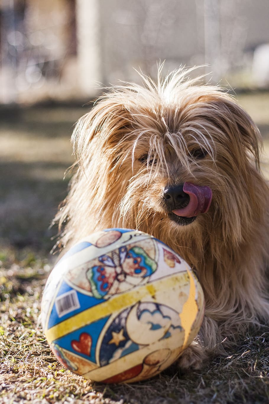 Dog, Hybrid, Medium, Ball, Tongue, dog, hybrid, ball, tongue, wuschelig, pet, play
