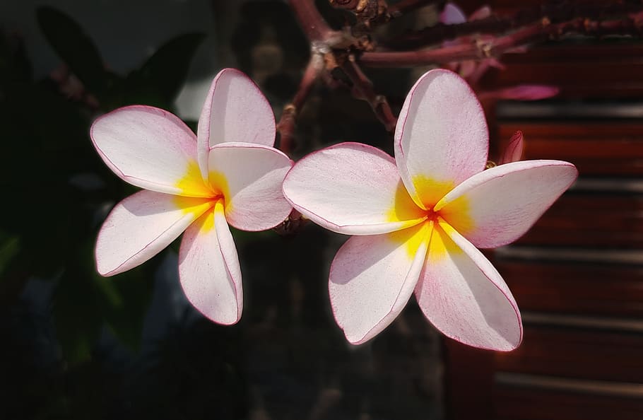 plumeria, flower, frangipani, pink, white, petal, delicate, nature, beautiful, elegant