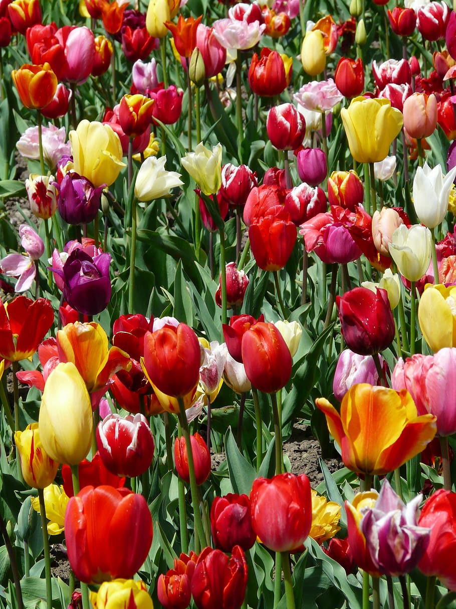 cultivo de tulipanes, tulipanes, tulpenbluete, flores, campo de tulipanes, colorido, color, primavera, floración, tulipa