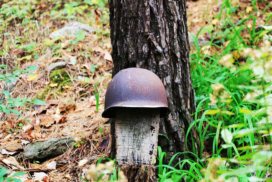 helmet, soldier, war, republic of korea, plant, mushroom, fungus, tree, land, growth