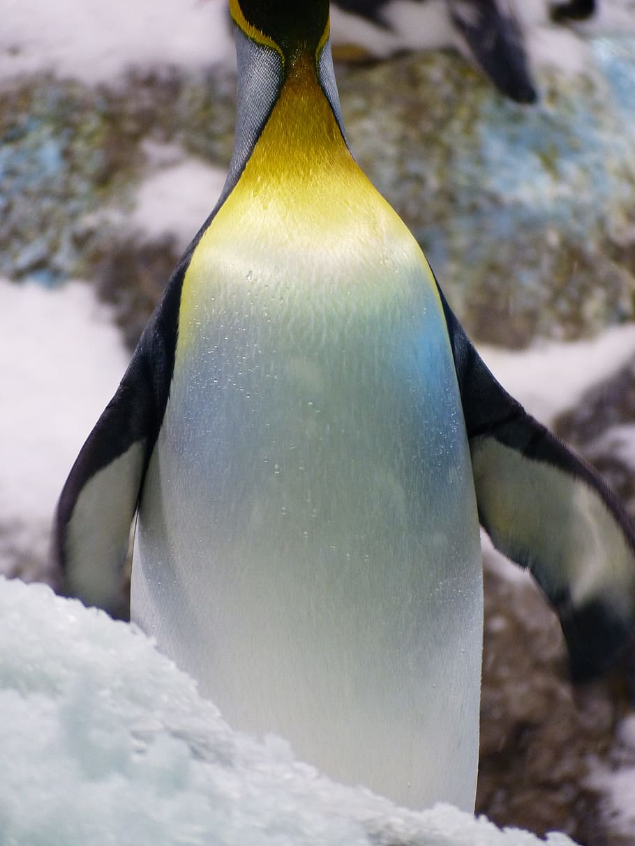 king penguin, penguin, King Penguin, penguin, aptenodytes patagonicus, spheniscidae, big penguin, aptenodytes, antarctica, nature, snow