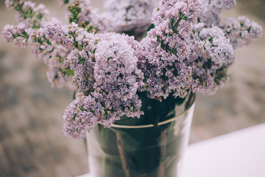 lavender, flower, petal, bloom, blossom, vase, blur, flowering plant, freshness, fragility