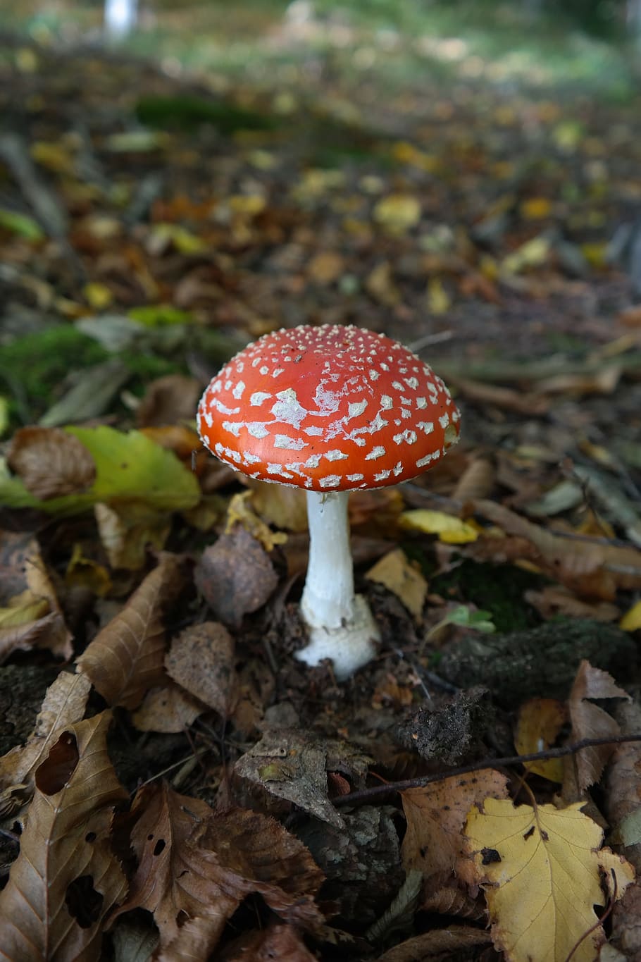 Fly Agaric, Mushroom, fly agaric, mushroom, red, symbol of good luck, lucky guy, red fly agaric mushroom, white dots, forest, nature