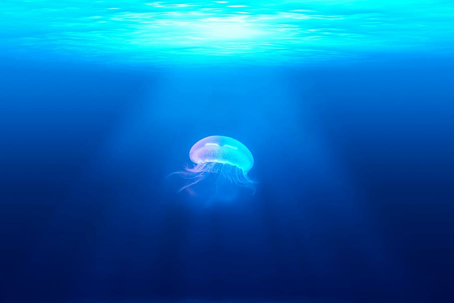 jelly fish underwater, jellyfish, medusa, wildlife, animal, underwater, marine, water, sea, ocean