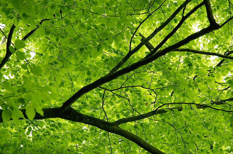 canopy, tree, beech, leaves, green, spring, aesthetic, protect, guard, nature