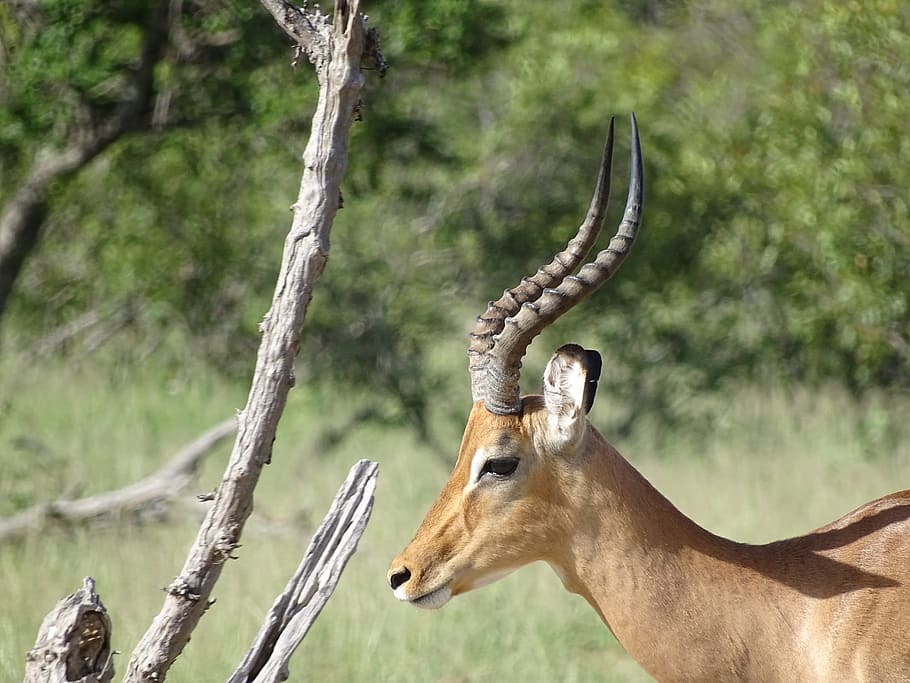 野生動物 自然 哺乳類 動物 アフリカ サファリ インパラ 動物の野生動物 動物のテーマ 野生の動物 Pxfuel