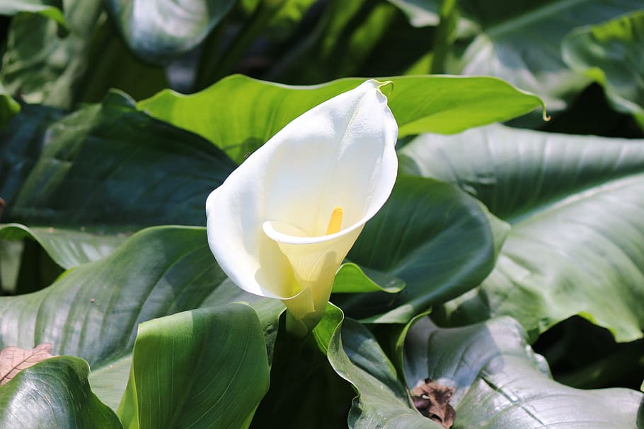 selective, focus photography, white, calla lily flower, calla, lily, flower, easter, nature, blossom