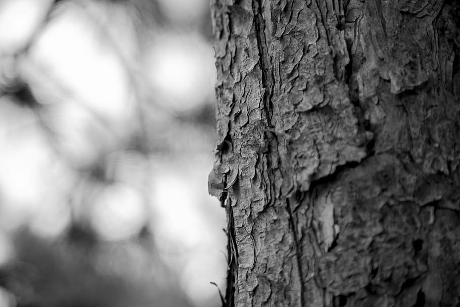 madera muerta, era, recuerdos en mis ojos, memoria, madera de árbol, planta, corteza de árbol, wen lu, blanco y negro, tronco