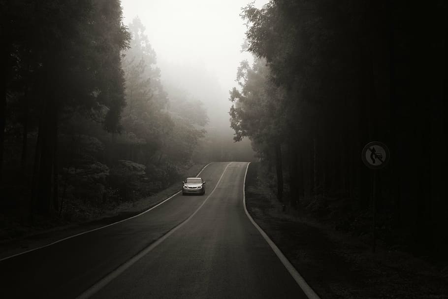 grayscale photo, vehicle, along, road, surrounded, trees, jeju island, bijarimro, a black and white photo, drive