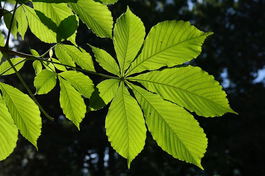 green leaf plant, Leaves, Green, Back Light, Shine, leaves, green, shine through, ordinary rosskastanie, aesculus hippocastanum, common rosskastanie