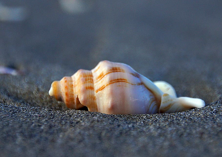 Whelk, white and orange seashell, selective focus, shell, animal wildlife, close-up, animal shell, animal, seashell, animal themes