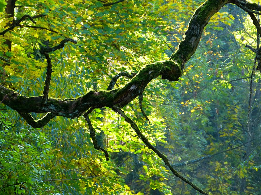 cabang, pohon, bengkok, bemoost, kerikil, musim gugur, alam, daun, hutan, di luar ruangan