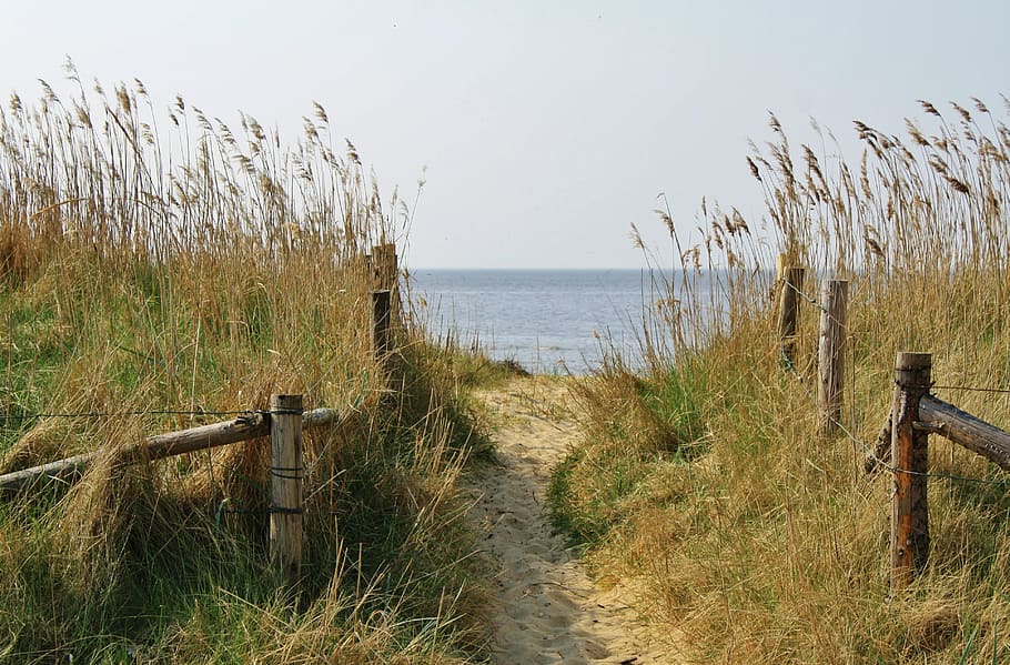 ocean scenery, ocean, scenery, beach, cuxhaven, sand road, dunes, north sea, sea, grass