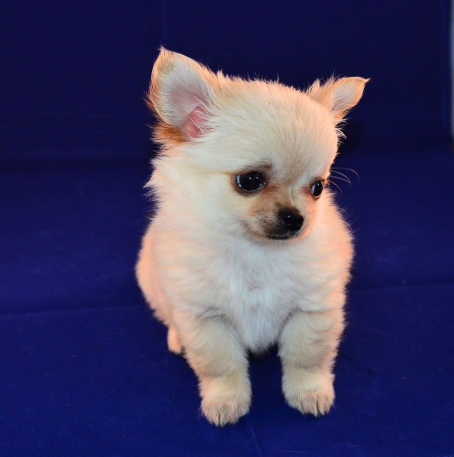 white, long-haired chihuahua puppy, long-haired, Chihuahua, puppy, sweet, little dog, tiny, animal, pet