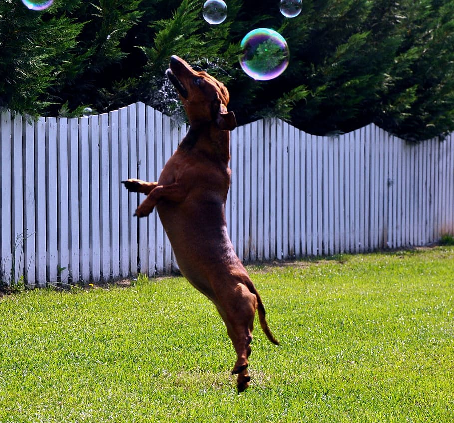adult, red, dachshund, jumping, bubbles, dog, jump, leap, animal, pet