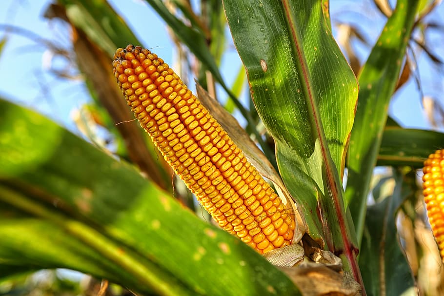 foto de primer plano, maíz dulce, maíz en la mazorca, naturaleza, cultivo, alimentos y bebidas, alimentos, crecimiento, agricultura, color verde