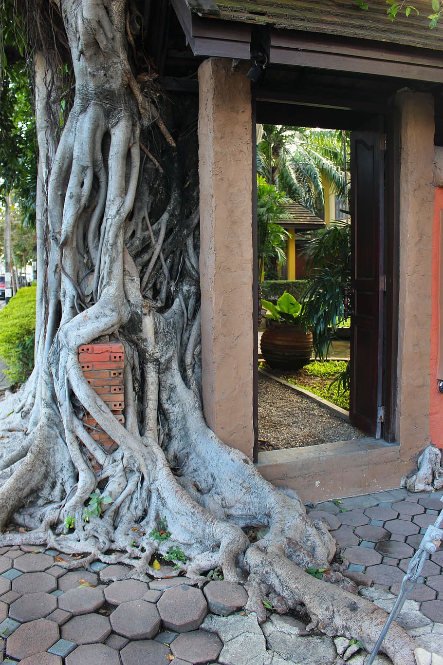 tree roots, overgrown, tree, root, temple, old, ancient, thailand, nature, historic