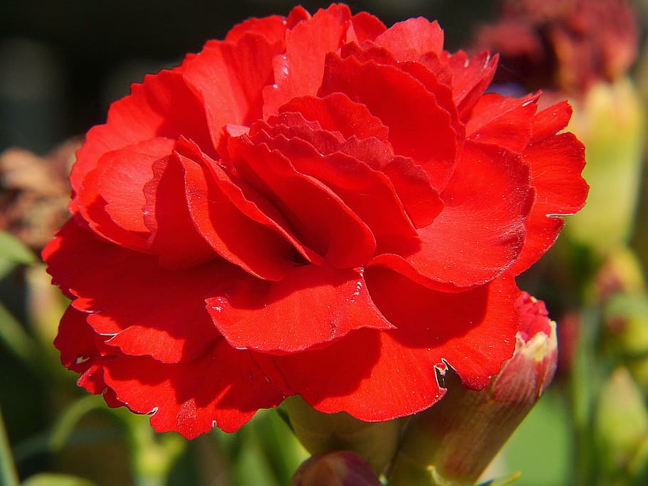 carnation, red, flower, blossom, bloom, plant, carnation family, inflorescence, close, carnation flower