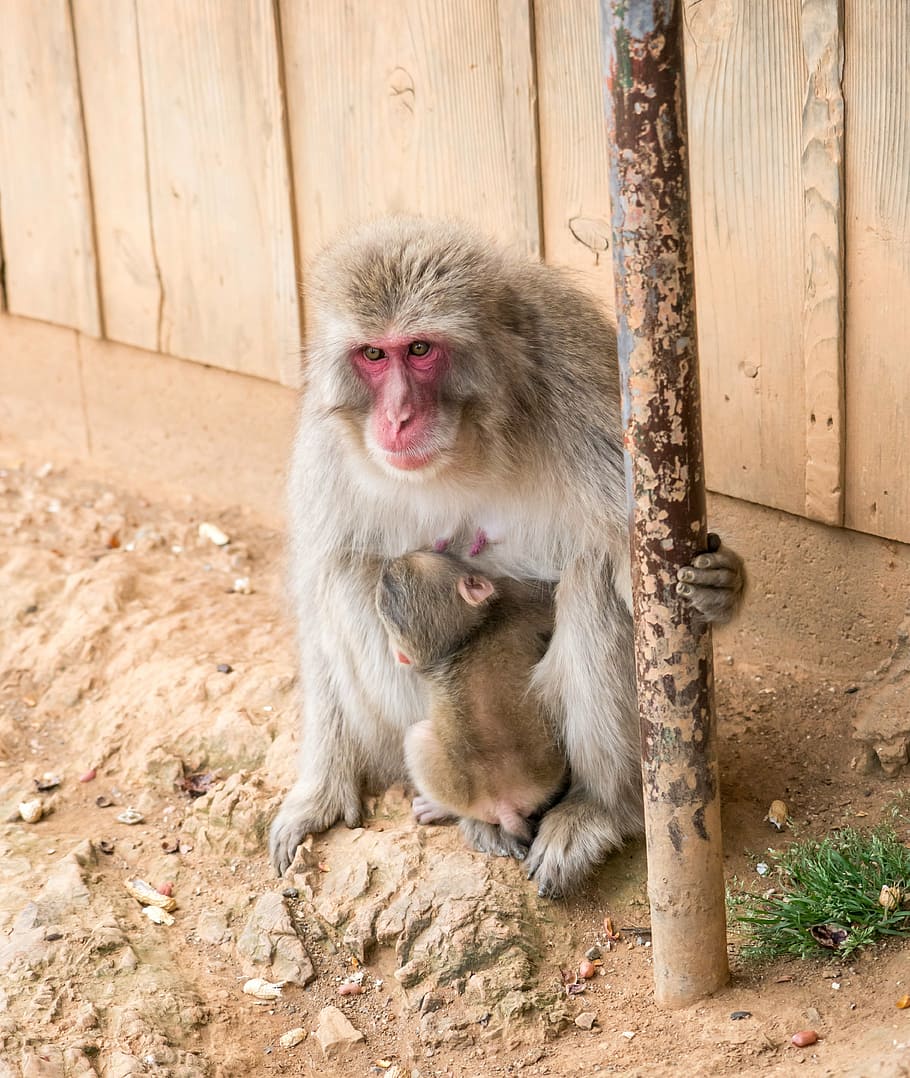 monkey, mother, baby, animal, wildlife, mammal, young, small, cute, arashiyama monkey park