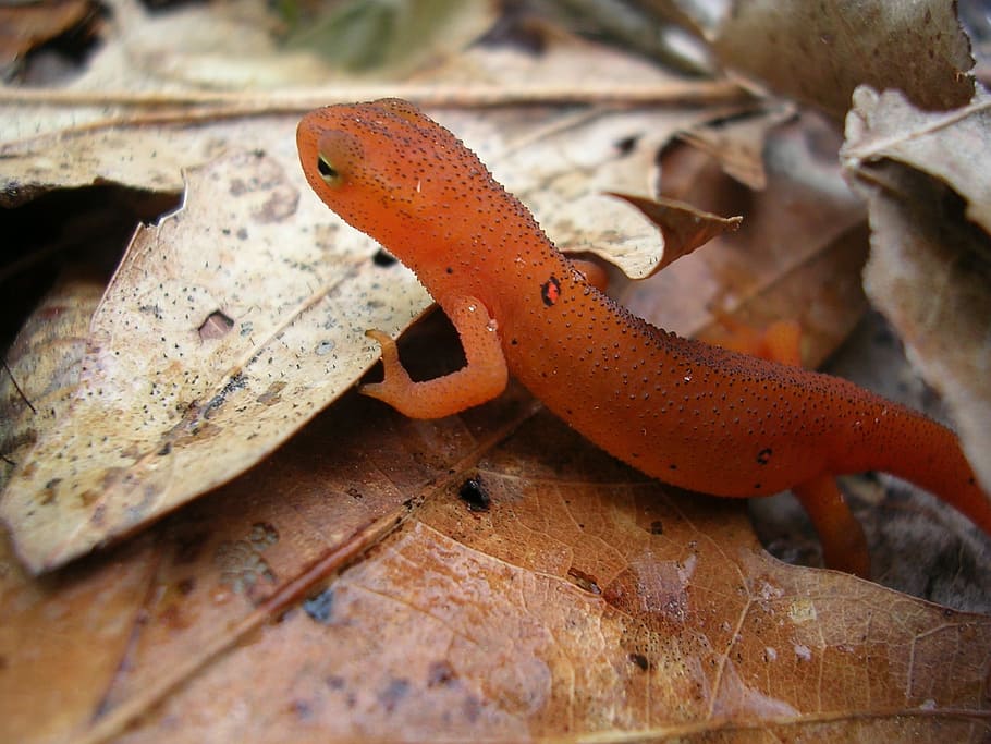 red lizard, Red Spotted Newt, Reptile, newt, wildlife, amphibian, lizard, nature, small, one animal