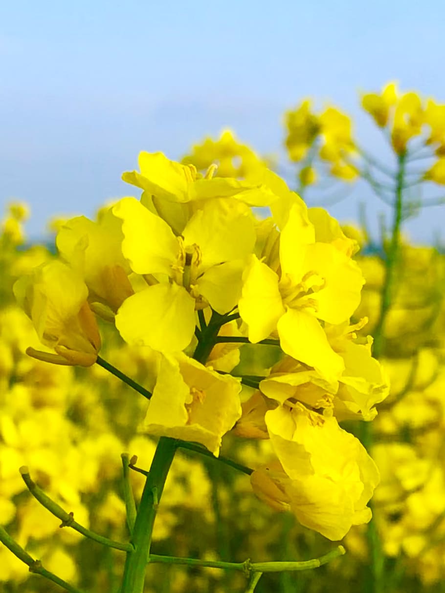 canola, sweden, yellow, flowers, flowering plant, flower, fragility, beauty in nature, plant, vulnerability