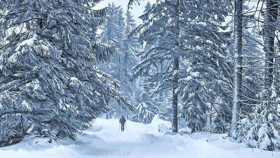 inverno, caminho, homem, nevascas, marcha, solidão, neve, paisagem, natureza, árvore