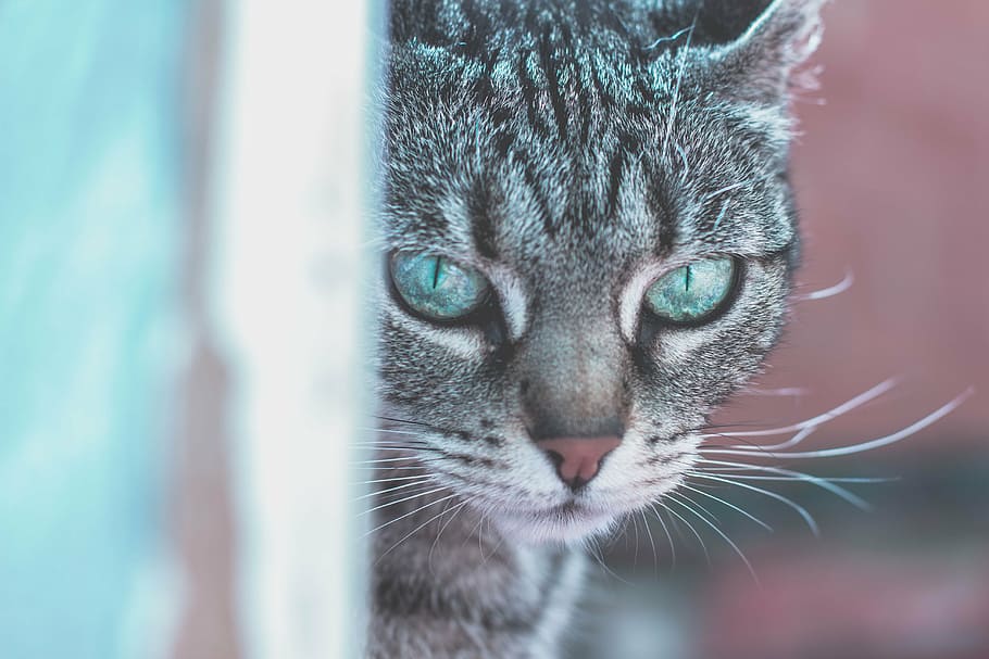 selective, focus photography, brown, tabby, cat, focus, photography, animals, cats, pets