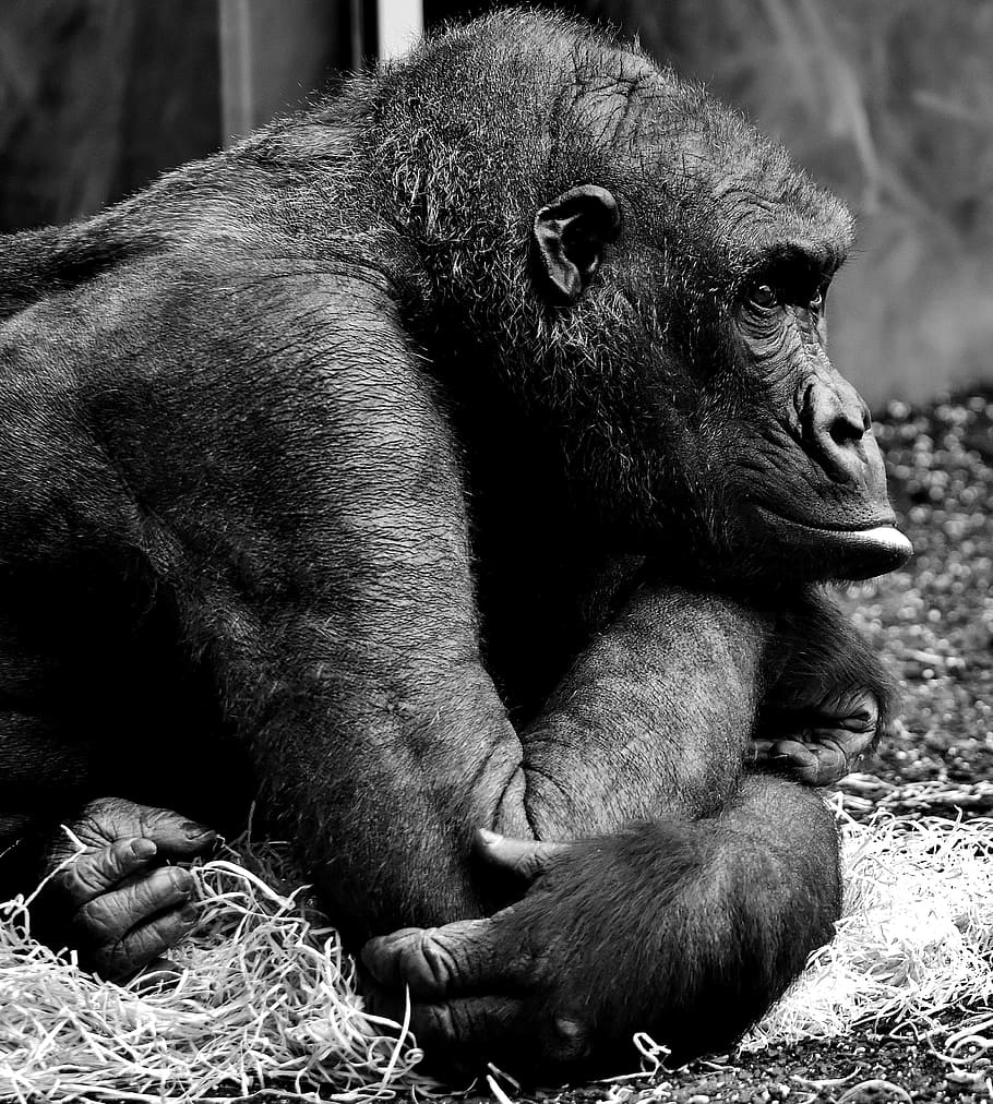 grey, scale photography, monkey, gorilla, thoughtful, ape, mammal, animal, black, zoo