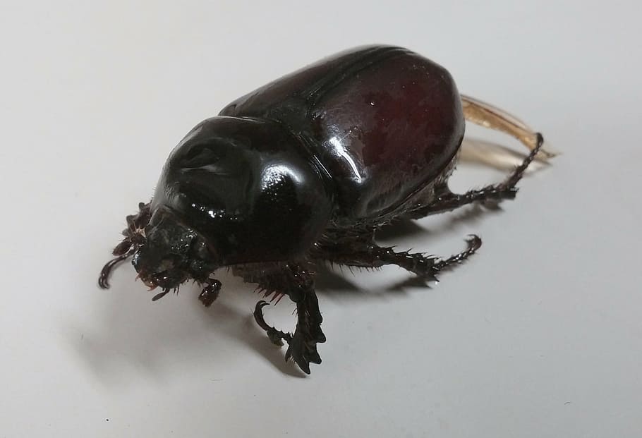 escarabajo rinoceronte, escarabajo, escarabajos, escarabajo buey, insecto, error, entomología, negro, animal, naturaleza