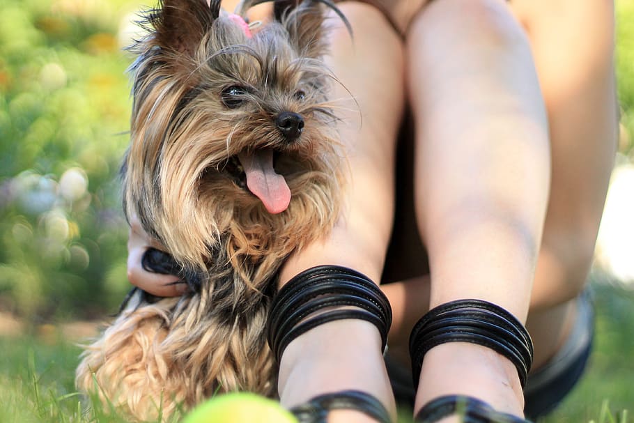 yorkshire terrier, dog, puppy, animal, pet, tongue, cute, girl, legs, sandals
