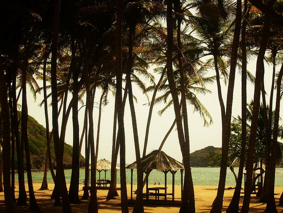 beach, coconut, palm, holiday, caribbean, island, tropical, travel, sandy beach, sand