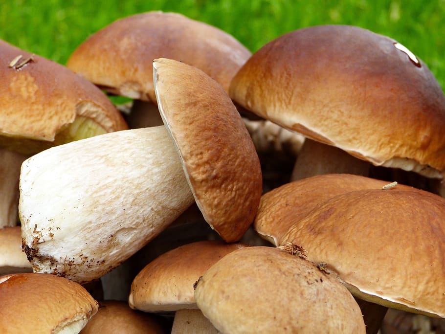 porcini mushrooms, fresh, close up, mushroom, noble rot, forest, autumn, nature, edible, gourmet