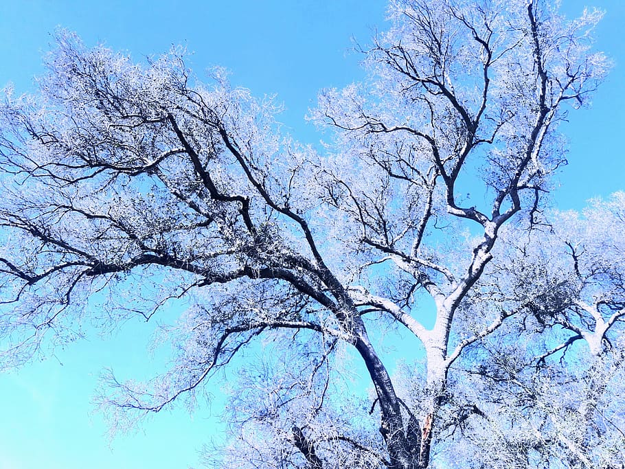 tree, sky, blue sky, seasons, nature, black star canyon, orange county, california, winter, frost