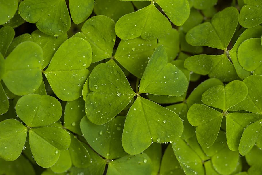 green leafed plant, sorrel, nature, forest, four leaf clover, common wood sorrel, clover carpet, symbol of good luck, green color, close-up