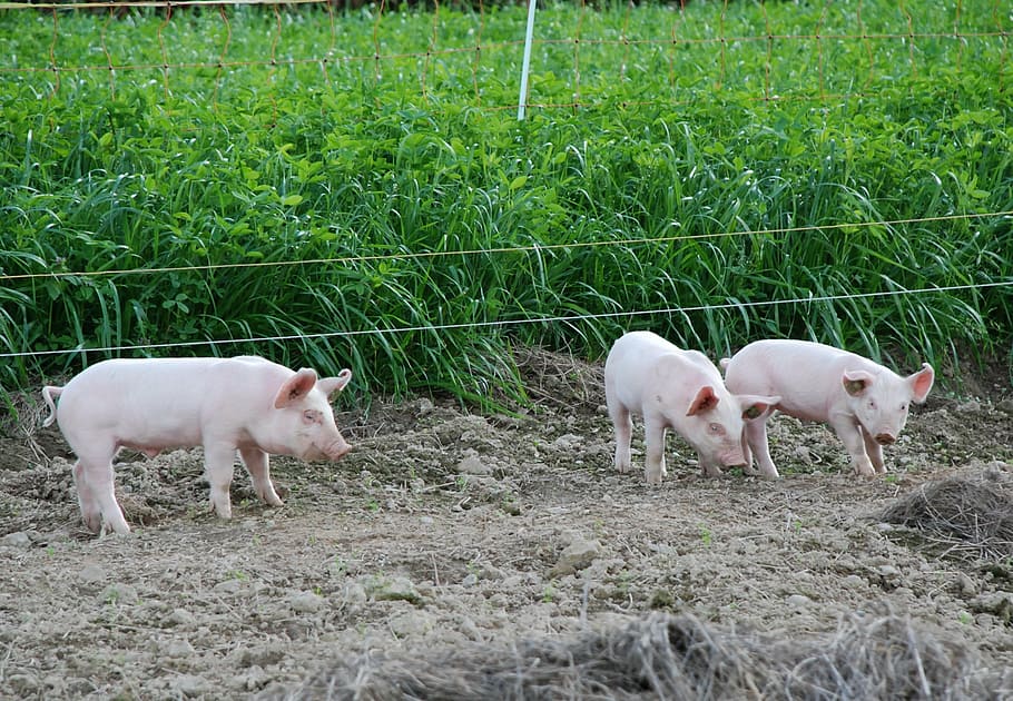 three, pigs, standing, crops, piglet, cute, sweet, animals, pink, sow