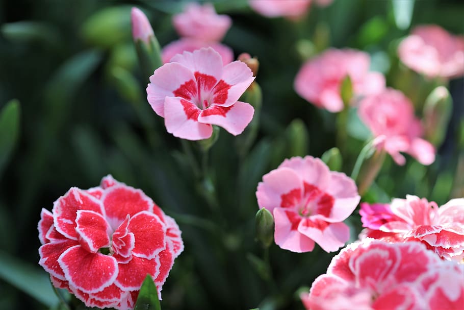 pink carnations, flowers, blooming, morning, spring, nature, outdoor, flower, flowering plant, plant