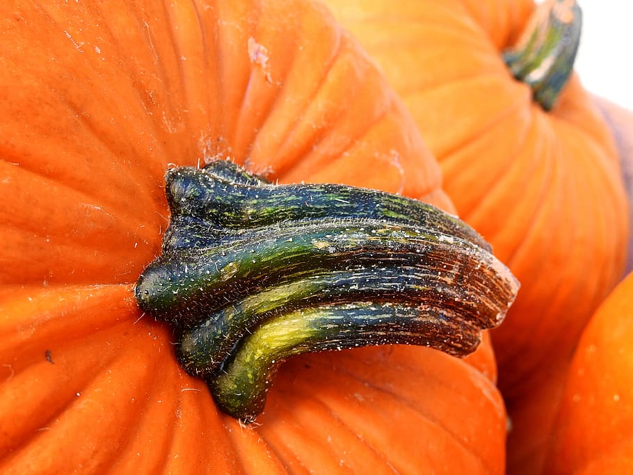 pumpkin, gourd, autumn, decoration, vegetables, harvest, helloween, harvest festival, autumn decoration, thanksgiving