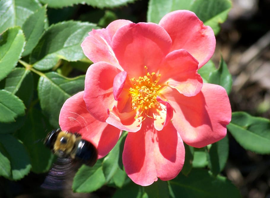 Roses, Pink, Petals, Green, Leaves, green, leaves, flowering, plants, bright, bumblebee