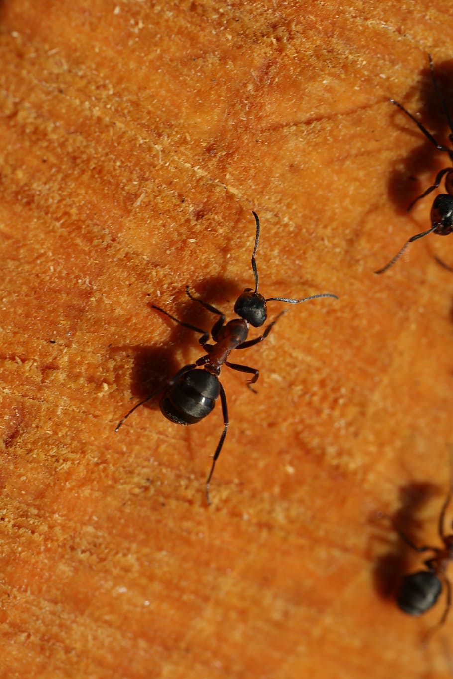ant, detail, wood, nature, animal, life, invertebrate, insect, animal wildlife, animals in the wild