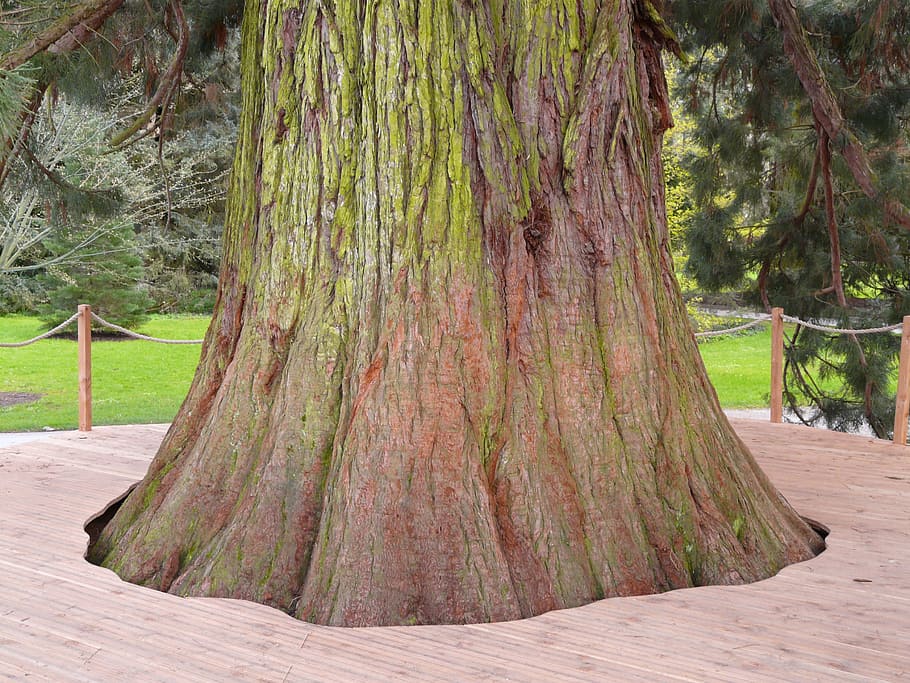 giant redwood, sequoiadendron giganteum, tree, sequoia, sequoioideae, cypress under glass, cupressaceae, tribe, large, diameter