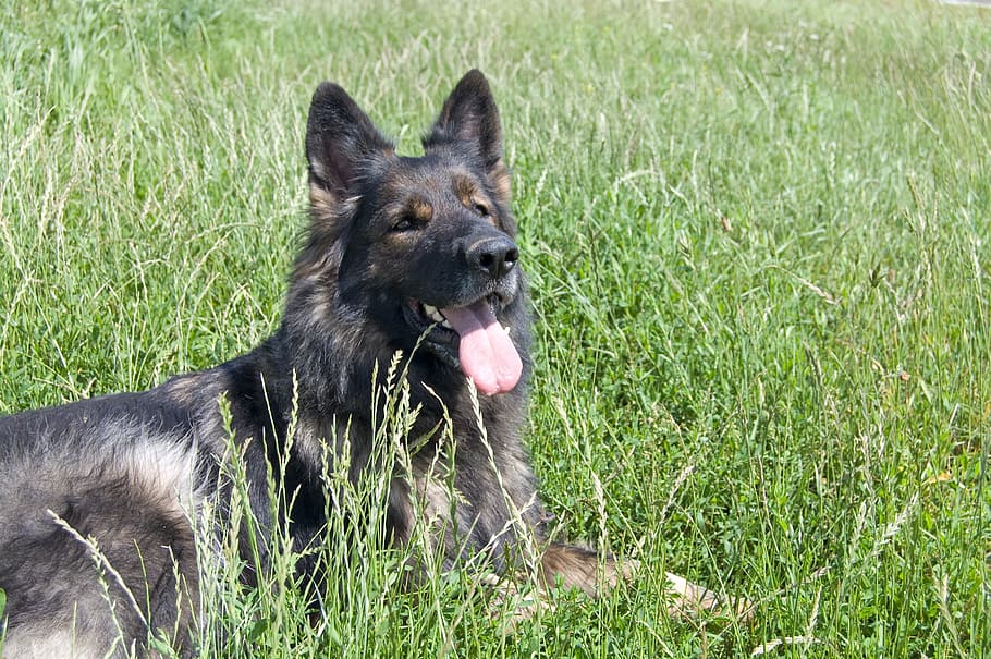 schäfer dog, Schäfer, Dog, German Shepherd, german longhaired pointer, fur, tongue, good, animal, meadow