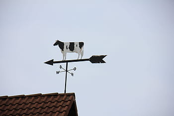 animal-cow-wind-vane-weathervane-royalty-free-thumbnail.jpg