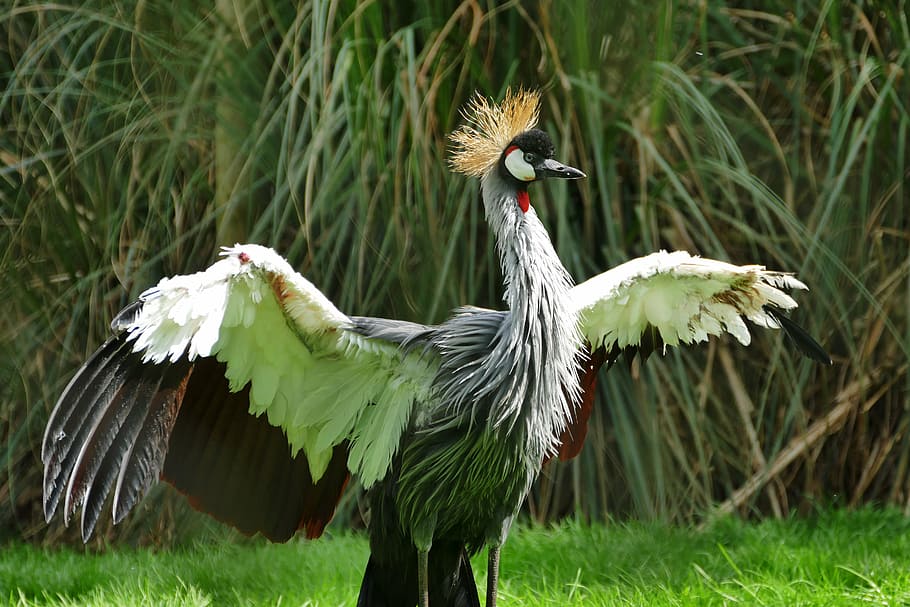 selective, focus photography, gray-crowned crane, grey crowned crane, bird, crane, grey, crowned, balearica, nature