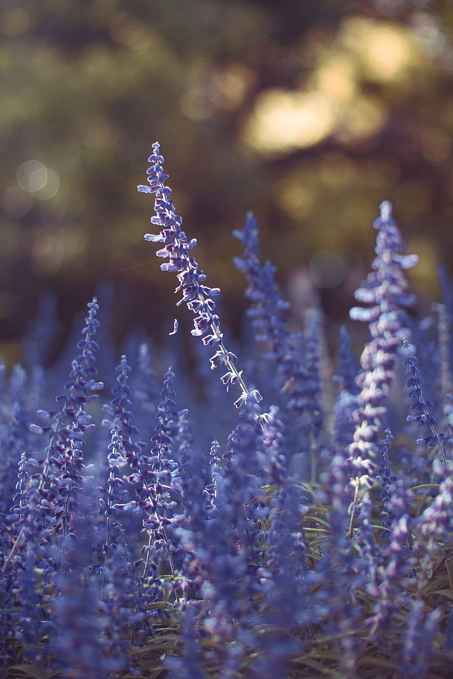 ungu, lavender, fotografi makro bunga, bidang, bunga, pertanian, outdoor, taman, alam, perjalanan