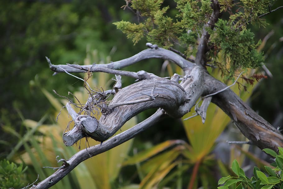 dead branch, bermuda, nature, plant, animal, animal themes, tree, animal wildlife, animals in the wild, focus on foreground