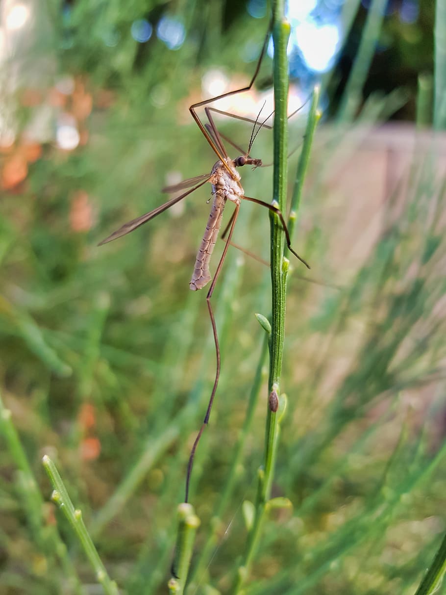 crane fly, insect, pest, nature, crane-fly, fly, bug, entomology, daddy-longlegs, wings